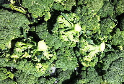 Bild zeigt Brokolie